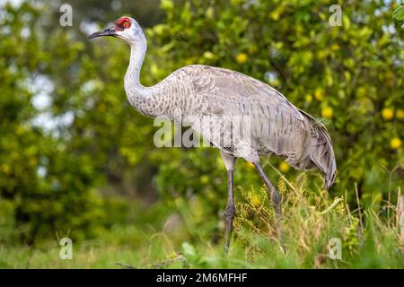 Sandhill Crane (Grus canadensis) wandert durch einen Orangenhain am Showcase of Citrus in Clermont, Florida, südwestlich von Orlando. (USA) Stockfoto