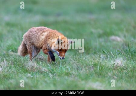 Red Fox vixen Jagdmäuse / Vulpes vulpes Stockfoto