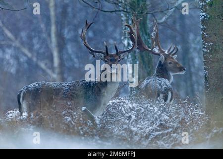 Schwarzwild-Bucks im Winter / Dama dama Stockfoto