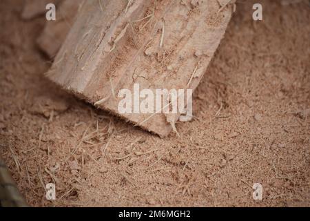 Osttimor, einheimisches Futter aus Palmen in Südostasien. Tropisches Timor. Stockfoto