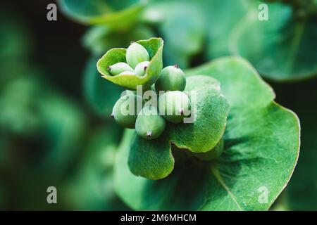 Ziegenblatt-Honigsauger-Früchte, lonicera caprifolium unreife Beeren, Nahtbeeren Stockfoto