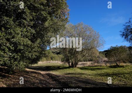 Holm Eiche und Ätna Besen Baum in Sizilien, Ätna Park, Italien Stockfoto