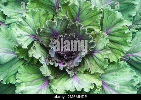 Zierkohl, Grünkohl im Garten Stockfoto