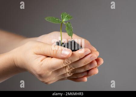 Gurken aus Samen anbauen. Schritt 6 - Einpflanzen in einen großen Topf. Stockfoto