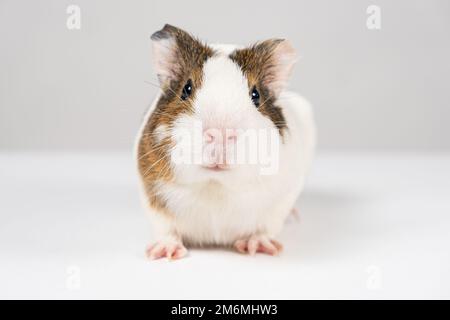 Ein kleines Meerschweinchen im Alter von 2 Monaten sitzt auf weißem Hintergrund Stockfoto