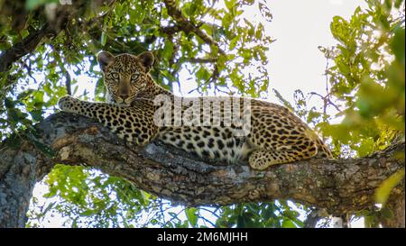 Leopard im Kruger-Nationalpark Südafrika Stockfoto