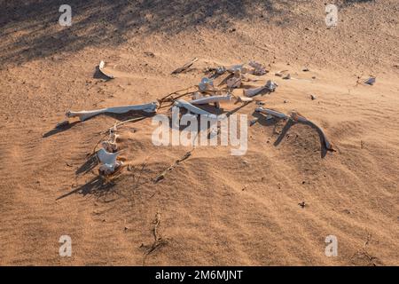 Knochen eines toten Kamels in der Wüste in Marsabit, Kenia Stockfoto