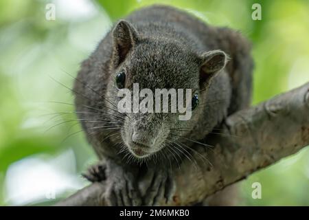 Das braune Gleithörnchen liegt am Frangipani-Baum. Es freut sich. Stockfoto