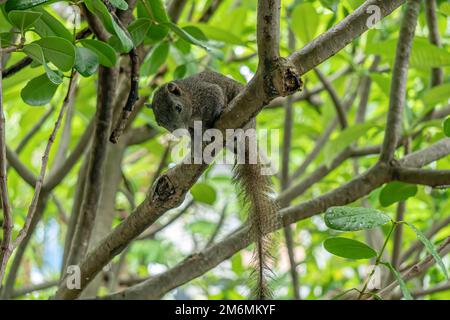 Das braune Gleithörnchen liegt am Frangipani-Baum. Es freut sich. Stockfoto