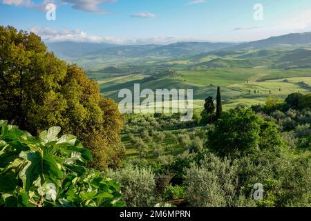 Landschaft des Val d ' Orcia in der Nähe von Pienza in der Toskana Stockfoto