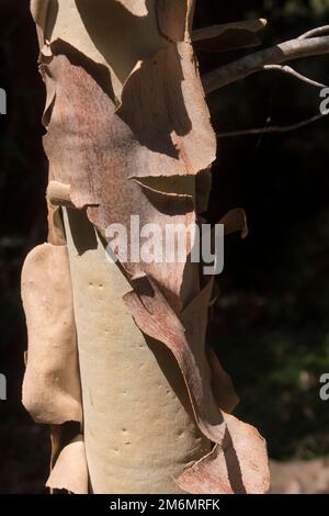 Schälen der Rinde am Stamm junger australischer Corymbia maculata (Eucalyptus maculata), gefleckter Gummibaum. Großer, gerader Baum. Queensland. Stockfoto