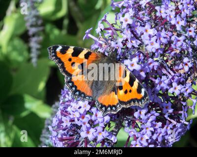 Fütterung von kleinen Schildkröten (Aglais urticae) Stockfoto