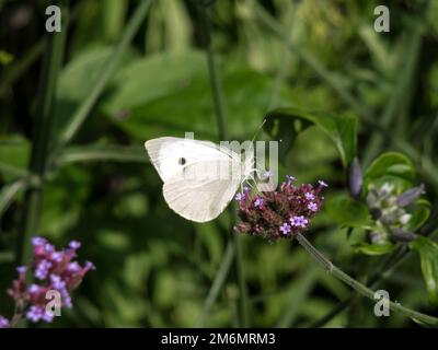 Kleiner Schmetterling weiß (Pieris Rapae) Stockfoto