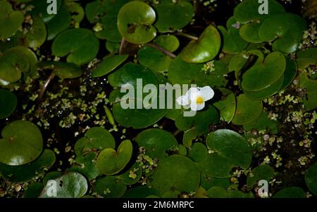 Eine europäische frogbit-Pflanze im Teich. Stockfoto