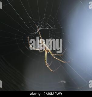 Australian Silver Orb Weaver Spinne (Silberne Kamelspinne), Leucauge granulata, in ihrem Netz in einem Queensland Garten. Lange grüne Beine. Stockfoto