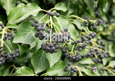 Wildes Efeu mit Samen und reifen Früchten Stockfoto