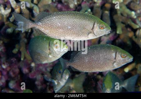 Schule des Weißfleckenrabbins, Siganus canaliculatus, Post 1 Tauchplatz, Menjangan Insel, Buleleng, Bali, Indonesien Stockfoto