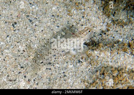 Goldmann's Sandgoby, Istigobius goldmanni, auf Sand, NusaBay Menjangan Hotel House Reef, West Bali National Park, nahe Menjangan Island, Buleleng, Bali Stockfoto