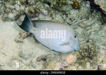 Gesäumte Bristletooth, Ctenochaetus striatus, NusaBay Menjangan Hotel House Reef, West Bali National Park, in der Nähe Menjangan Island, Buleleng, Bali, Indones Stockfoto