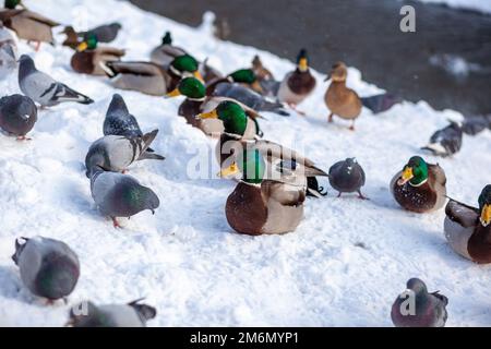 Enten in einem Winterpark. Entenvögel stehen oder sitzen im Schnee. Wanderung von Vögeln. Enten und Tauben im Park warten auf Essen Stockfoto