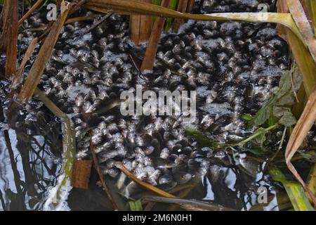 Chub (Squalius cephalus) wahrscheinlich diese Art, die nach Sauerstoff schnappt Whitlingham CP Norfolk UK GB Dezember 2022 Stockfoto