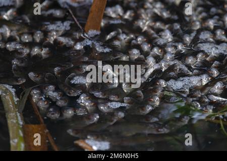 Chub (Squalius cephalus) wahrscheinlich diese Art, die nach Sauerstoff schnappt Whitlingham CP Norfolk UK GB Dezember 2022 Stockfoto