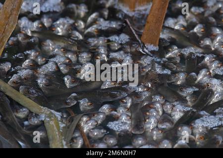 Chub (Squalius cephalus) wahrscheinlich diese Art, die nach Sauerstoff schnappt Whitlingham CP Norfolk UK GB Dezember 2022 Stockfoto