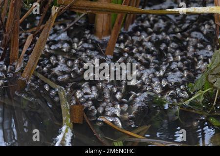 Chub (Squalius cephalus) wahrscheinlich diese Art, die nach Sauerstoff schnappt Whitlingham CP Norfolk UK GB Dezember 2022 Stockfoto