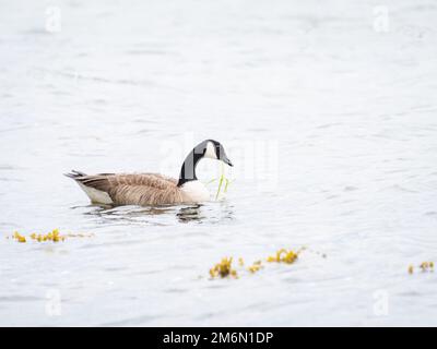 Kanadische Gans, die Seegras an der ostsee isst Stockfoto