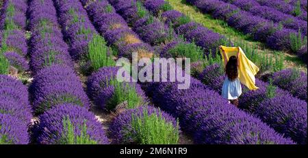 Frankreich. Alpes de Haute Provence (04) chinesischer Tourist nahe Lavendel auf dem Valensole Plateau Stockfoto