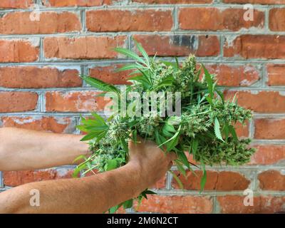 Die Hände der Person halten einen Strauß reifer Cannabisspitzen gegen eine Ziegelwand als Symbol des cbd-Lebensstils, reifes Marihuana in menschlichen Händen Stockfoto