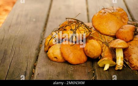 Frische Pilze auf einem Holztisch. Ein Haufen frisch gepflückter Pilze. Suillus-Pilze Stockfoto