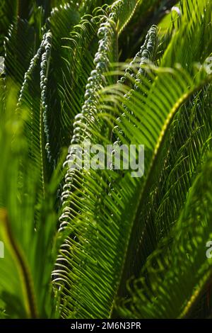 Cycas Revoluta oder Sago Palm wird in der Vollbildansicht fokussiert. Pflanzen zur Dekoration oder Parkkonzept Foto. Stockfoto