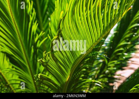 Sago Palm Leaves im Fokus. Hintergrundbild zu dekorativen Pflanzen. Foto von Cycas Revoluta oder japanischem Cycad. Stockfoto