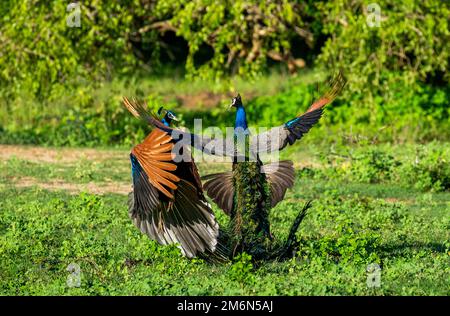 Zwei Pfauen (Pavo cristatus) kämpfen im Yala-Nationalpark gegeneinander. Sri Lanka. Stockfoto