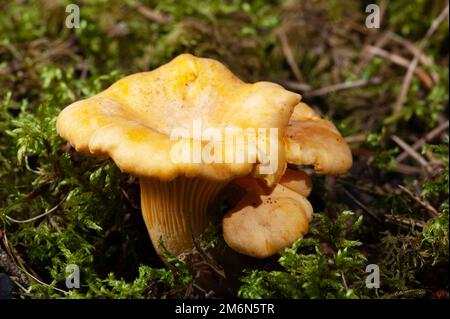 Leuchtend orangefarbene Pfifferlingpilze Stockfoto