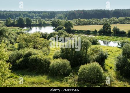 Weideland am Ufer des Flusses in Belarus Stockfoto