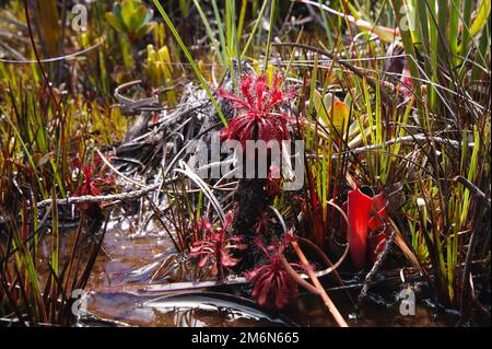 Fleischfressende Pflanzen (Drosera roraimae und Heliamphora pulchella) in der umgebenden Vegetation auf nassem Gestein, Amuri Tepui, Venezuela Stockfoto