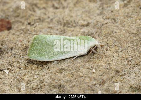 Eine cremeumrandete Grüne Erbsenmotte (Earias clorana) auf einer Steinoberfläche in der Nahaufnahme Stockfoto