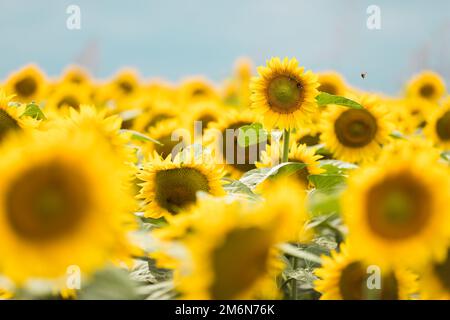 Wunderbarer Panoramablick auf das Sonnenblumenfeld im Sommer. Stockfoto