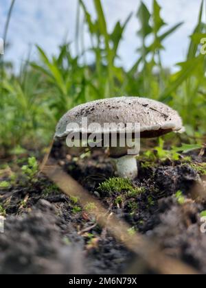 Im Sommer wächst weißer Champignon im Gras. Nahaufnahme. Hochwertiges Foto Stockfoto