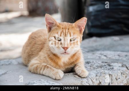 Eine orange gestromte Katze, die in der Nähe auf Straßenplatten liegt Stockfoto