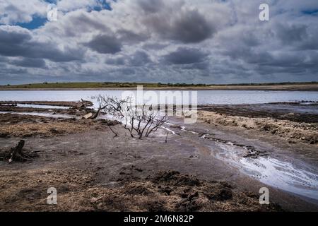 Zurückziehende Küstenlinie aufgrund sinkender Wasserstände aufgrund schwerer Dürrebedingungen am Colliford Lake Reservoir am Bodmin Moor in Cornwall im Vereinigten Königreich Stockfoto