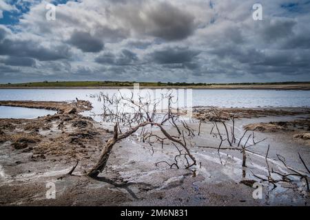 Alte tote Skelettbäume, die an einer zurückziehenden Küste ausgesetzt waren, verursacht durch Wasserstände, die durch schwere Dürrebedingungen am Colliford Lake Reservoir verursacht wurden Stockfoto