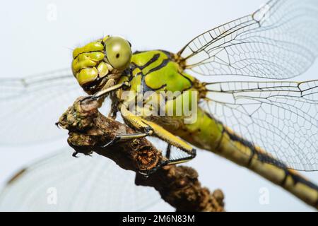 Libelle, weiblich, grüne Schlangengurke (Ophiogomphus cecilia) Stockfoto