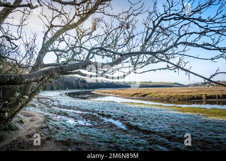 Die gedrehten Äste eines Baumes, der über dem Frost auf dem Boden der Gannel-Mündung bei Ebbe in Newquay in Cornwall im Vereinigten Königreich wächst. Stockfoto