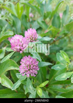 Trifolium pratense. Dickicht eines blühenden Klees. Hochwertiges Foto Stockfoto