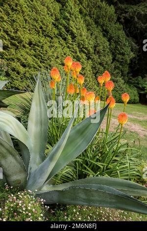 Eine reife Aloe Vera Pflanze, die im subtropischen Trebah Garden in Cornwall in Großbritannien wächst. Stockfoto