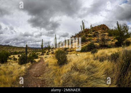 Ein Blick auf Tonto National Forest, Arizona Stockfoto