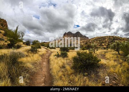Ein Blick auf Tonto National Forest, Arizona Stockfoto